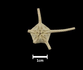Media type: image;   Invertebrate Zoology OPH-675 Description: Bottom of brittle star with mouth visible.;  Aspect: ventral